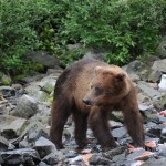 Kenai River Fishing Alaska - Alaskan Fishing Trip - Photos - Gone Fishin Lodge