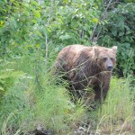 Kenai River Fishing Alaska - Alaskan Fishing Trip - Photos - Gone Fishin Lodge