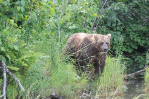 Kenai River Fishing Alaska - Alaskan Fishing Trip - Photos - Gone Fishin Lodge