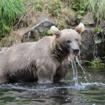Kenai River Fishing Alaska - Alaskan Fishing Trip - Photos - Gone Fishin Lodge