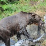 Kenai River Fishing Alaska - Alaskan Fishing Trip - Photos - Gone Fishin Lodge