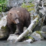 Kenai River Fishing Alaska - Alaskan Fishing Trip - Photos - Gone Fishin Lodge