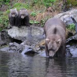 Kenai River Fishing Alaska - Alaskan Fishing Trip - Photos - Gone Fishin Lodge