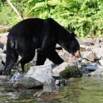 Kenai River Fishing Alaska - Alaskan Fishing Trip - Photos - Gone Fishin Lodge