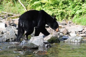 Kenai River Fishing Alaska - Alaskan Fishing Trip - Photos - Gone Fishin Lodge