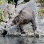 Kenai River Fishing Alaska - Alaskan Fishing Trip - Photos - Gone Fishin Lodge