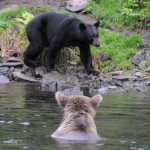 Kenai River Fishing Alaska - Alaskan Fishing Trip - Photos - Gone Fishin Lodge
