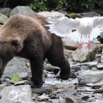 Kenai River Fishing Alaska - Alaskan Fishing Trip - Photos - Gone Fishin Lodge