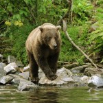 Kenai River Fishing Alaska - Alaskan Fishing Trip - Photos - Gone Fishin Lodge