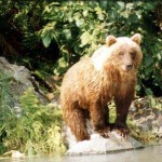 Kenai River Fishing Alaska - Alaskan Fishing Trip - Photos - Gone Fishin Lodge