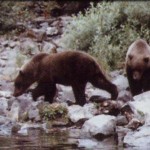 Kenai River Fishing Alaska - Alaskan Fishing Trip - Photos - Gone Fishin Lodge