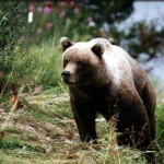 Kenai River Fishing Alaska - Alaskan Fishing Trip - Photos - Gone Fishin Lodge