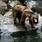 Kenai River Fishing Alaska - Alaskan Fishing Trip - Photos - Gone Fishin Lodge