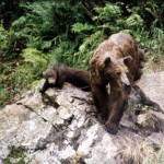 Kenai River Fishing Alaska - Alaskan Fishing Trip - Photos - Gone Fishin Lodge