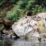 Kenai River Fishing Alaska - Alaskan Fishing Trip - Photos - Gone Fishin Lodge