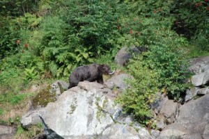Kenai River Fishing Alaska - Alaskan Fishing Trip - Photos - Gone Fishin Lodge