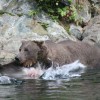 Kenai River Fishing Alaska - Alaskan Fishing Trip - Photos - Gone Fishin Lodge