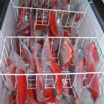 Kenai River Fishing Alaska - Alaskan Fishing Trip - Photos - Gone Fishin Lodge