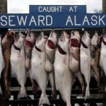 Kenai River Fishing Alaska - Alaskan Fishing Trip - Photos - Gone Fishin Lodge