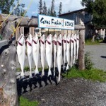 Kenai River Fishing Alaska - Alaskan Fishing Trip - Photos - Gone Fishin Lodge