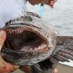 Kenai River Fishing Alaska - Alaskan Fishing Trip - Photos - Gone Fishin Lodge